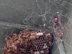 軒下のハチの巣がクモの糸だらけ、真横には丸々としたクモが陣取る【海外の反応】
