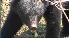 【長野県千曲市】「登山中にクマに覆いかぶさられたがスプレーで追い払った」30歳男性が軽いケガ