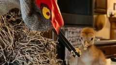 孤児となったカナダツルのヒナを自然に帰すため、親鳥に扮してお世話をする鳥類学者