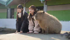 【動画】カピバラとかいう動物、めちゃくちゃキモい