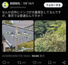 【悲報】日本、インコに侵略され終わるｗｗｗｗ