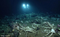 深海7000mで「クジラの墓場」を発見、500頭近くが眠る異例の規模、なぜここに？！