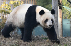 中国のジャイアントパンダ2頭、早速アメリカに出発「米中両国民の友情の使者」