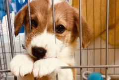 【悲報】ペットショップの犬、売れ残るｗｗｗｗｗ