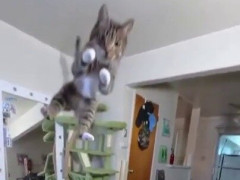 キャットタワーの上から手足を広げた猫がカメラめがけて飛んでくる「猫じゃなくてミサイル」【海外の反応】