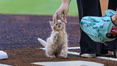 野球場近くで捨てられていた子猫、球団の一員となり世界一かわいい始球式を行う