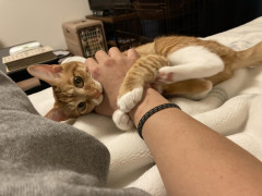 8ヶ月前に子猫拾った