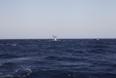 【なぜここに？】深海7000メートルで「クジラの墓場」を発見…500頭近くが眠る異例の規模