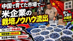 【速報】米企業、中国でブルーベリーを栽培して市場開拓→ノウハウや苗を盗まれ、後発が増えすぎ価格暴落