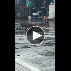 【動画】タイの大雨で町が水没→水が引いた結果、町中に野生のカピパラ流れ着く