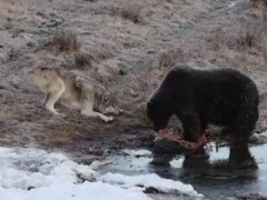 肉にかぶりつくグリズリーの前で、オオカミが子犬みたいに伏せては跳ねる「分けてやれよ、この鬼！」【海外の反応】