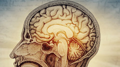 人間の脳は前側と後側が別々に作られていた。1つの細胞から育つ定説を覆す発見