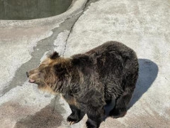 【衝撃】ビニールハウスに向かった男性、1.5メートルの巨大クマに襲われた結果・・・