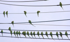 東京、インコだらけになるｗｗｗｗ