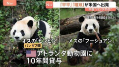 【悲報】中国とアメリカ、同盟国であることを再確認し友好のパンダがアメリカ到着