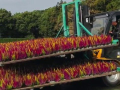 地面に並んだ鉢植えをまとめてすくい、2段重ねで運ぶフォークリフト「これ特別な資格いるの？」【海外の反応】