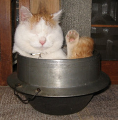 猫鍋ならぬ猫釜(しゃもじ付)【再】