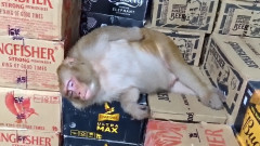 酒屋に侵入した猿がウォッカをラッパ飲み！泥酔して店内で爆睡する事案（インド）