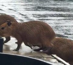 【動画】タイ、大雨で町が水没　→　水が引いたら町中に野生のカピバラｗｗｗ