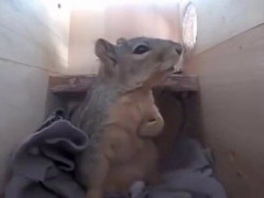 雷で飛び起きたリスが胸を押さえる、ブタから猫まで動物たちの雷リアクション【海外の反応】