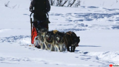 米アラスカのそり犬たちが存亡の危機に。政府からの資金援助が大幅削減