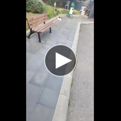 【朗報】ヒカキンの猫を超えるデブ猫さん、発見されてしまうｗｗｗｗｗｗｗｗｗｗ