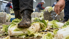 【中国産野菜】白菜を土足で踏み吸い殻まで…外食チェーン33社を実名調査「中国産を使う店」「回答拒否した店」が判明