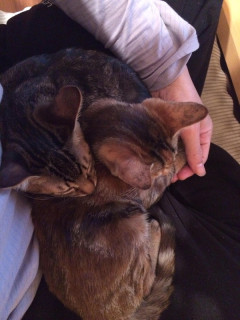 兄妹ネコを引き取って1週間、初めて妹猫がオレの膝に乗ってくれた【再】