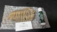 （´･ω･`）三葉虫の化石が届いたよ（※画像あり）