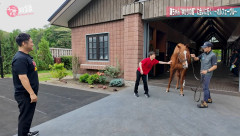 【競馬】オルフェ触るのにめっちゃ腰引けてる池添騎手ｗｗｗ