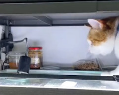 【動画】何でも落としたがるネコの被害に遭われたカメ（ノ∇`）
