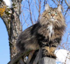 【画像】家猫の祖先「リビアヤマネコ」の姿がコチラｗ！🙀