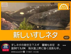 【画像】新しい寿司ネタ「スギ」ｗ