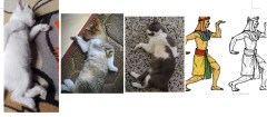 エジプトに興味がある方