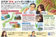 古代米「赤米」はジャポニカ種だった　東大と歌手の相川七瀬さんら
