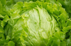 【野菜】悲報、長雨・日照不足のせいで葉物野菜が高騰　レタス1玉400円超