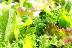 葉物野菜が高い！何食べてる？