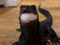 家の廊下を駆けてきた真っ黒なオオトカゲ、皿の卵3個を次々に丸呑み「なんで家の中にオオトカゲが？」【海外の反応】