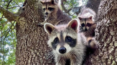 孤児となったアライグマたちを野生に返すためのブートキャンプ（アメリカ）