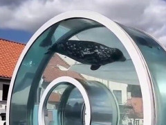 水面から空へ突き出たドーナツ型の水槽を、アザラシがてっぺんまで泳いで上る北海道の水族館「面白いものは絶対アメリカにない」【海外の反応】