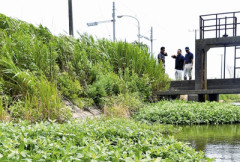 【速報】千葉県、印旛沼に『地球最悪の侵略的生物』が大量漂着