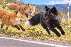 北海道に珍しい黒い「ギンギツネ」出現！キタキツネと遊ぶ姿も
