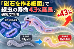 「磁石を作る細菌」で線虫の寿命43％延長、研究で判明