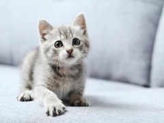 「ウチの猫、最近トイレの回数が少ない…腎臓の異常かも」→飼い主横転の衝撃の事実が判明するｗｗｗｗ