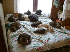 【ぬこまみれ】まるでハーレム　(*´Д`)ﾊｧﾊｧ　飼い主ﾀﾝがｳﾗﾔﾏｼｽ【再】