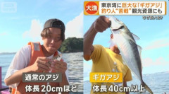 東京湾に“40cm超”の巨大アジが出現ｗｗｗ『ギガアジ』釣り人殺到、なぜこんなにデカくなった？
