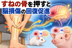 すねの骨を押すと脳損傷の回復促進