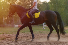 【雑談】乗馬体験に行くけど、チェストマウントのGoProを使っても問題ないかな？変だったらやめようと思う。
