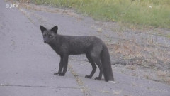 【北海道釧路町】珍しい！黒いキツネ「ギンギツネ」か　キタキツネと遊び…エサをとる様子も