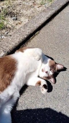 野良猫の画像をお裾分けさせていただく（※画像あり）